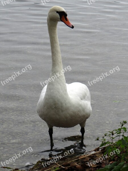 Swan Animals Lake Lithuania Trakai