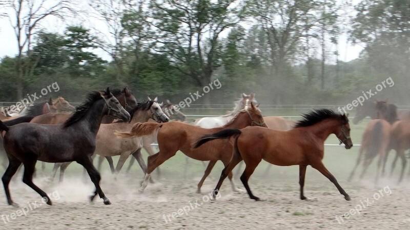 Horses On The Move Przepęd Return To The Stables Stud Dust