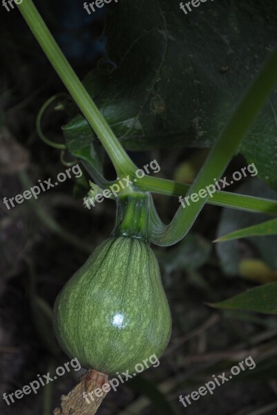 Zucchini Vegetable Market Mountain Gro