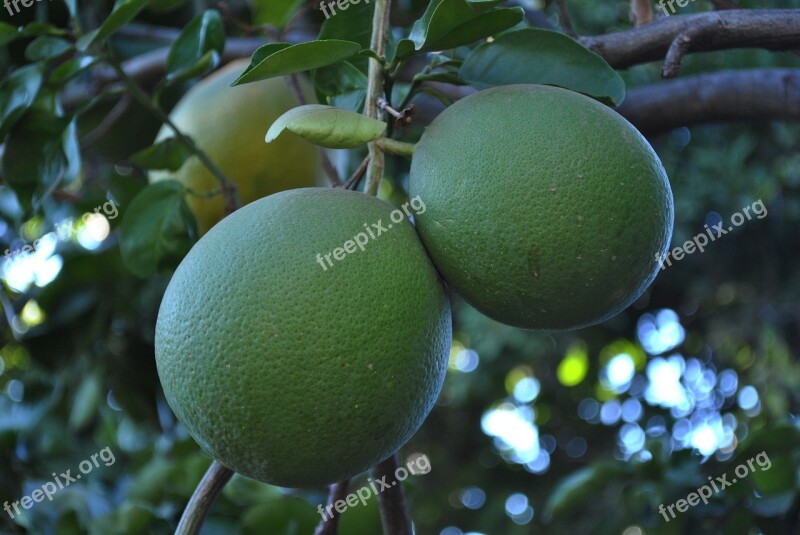 Grapefruit Fruit Acidic Fruits Mountain Gro