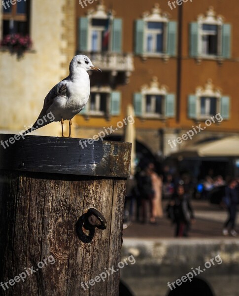 Seagull Seevogel Water Bird Sea Close Up