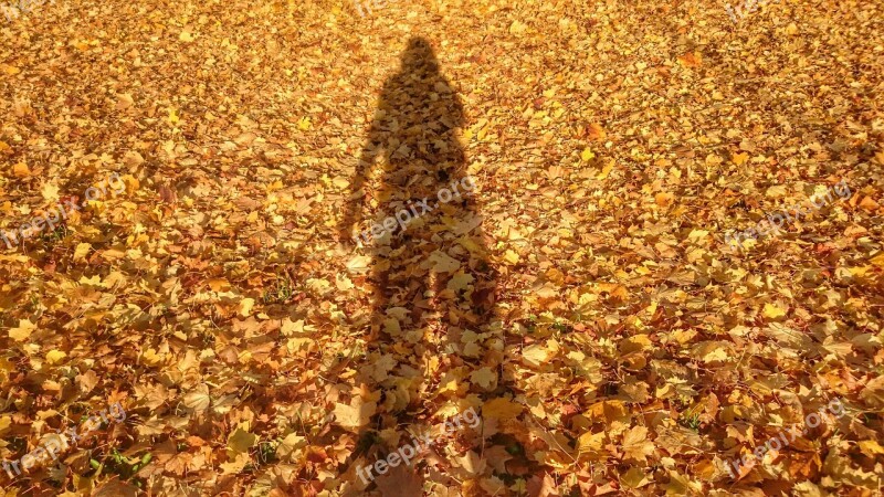 Golden Leaves Shadow Silhouettes Autumn Sunny