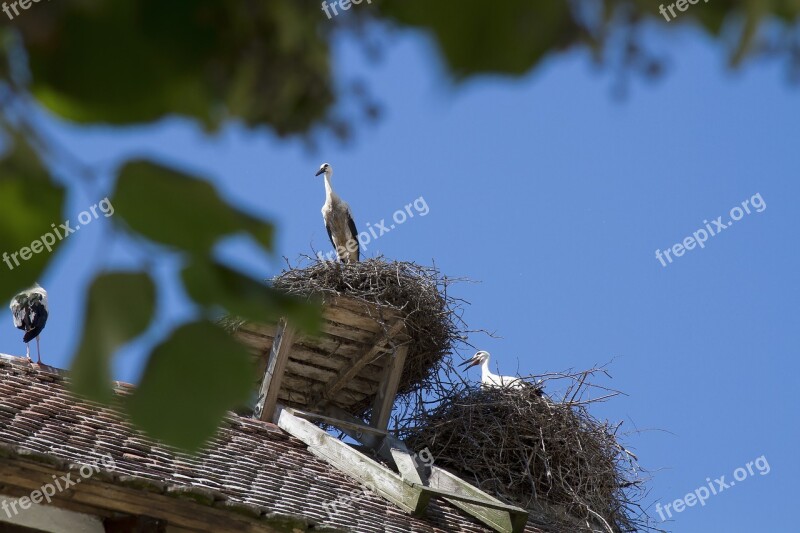 Stork Salem Monkey Mountain Germany Storchennest