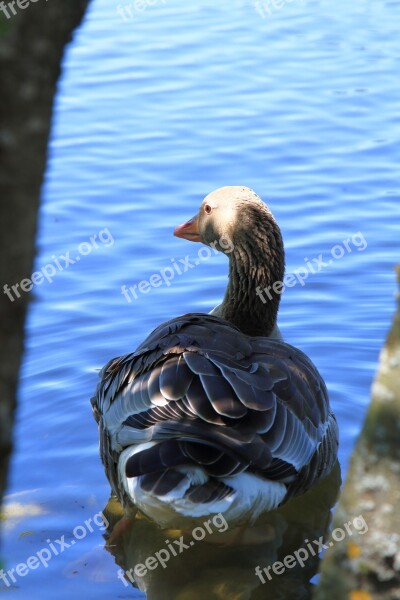 Duck Bird Sleeping Duck Duck Bird Gulls