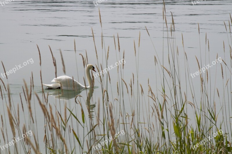 Swan Nature Lake Mainau Water Bird