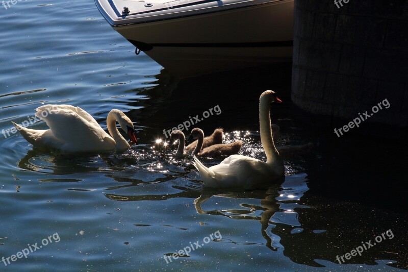 Swan Nature Water Bird Beautiful Swans Baby Swan