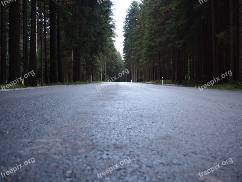 Road Forest Mood Trees Nature Avenue