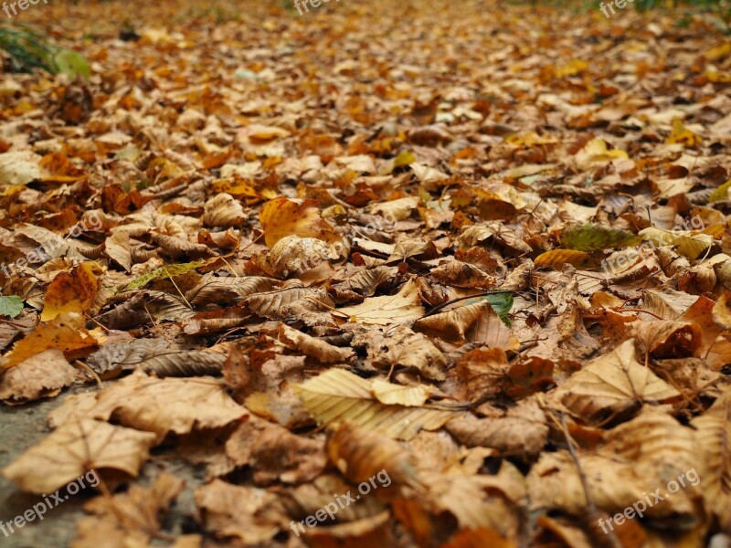 Fall Foliage Leaves Forest Fall Color Nature