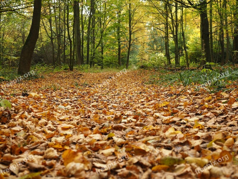 Fall Foliage Leaves Forest Fall Color Nature