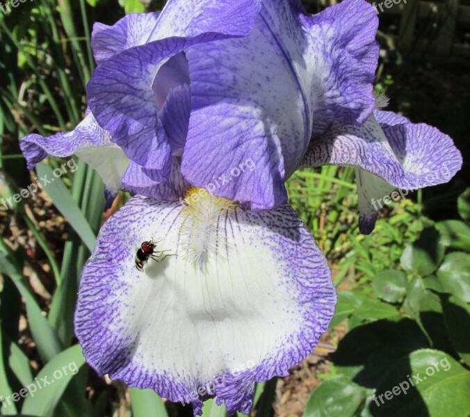 Fly Landing Iris Free Photos