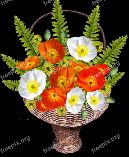 Basket Poppies Iceland Ferns Free Photos