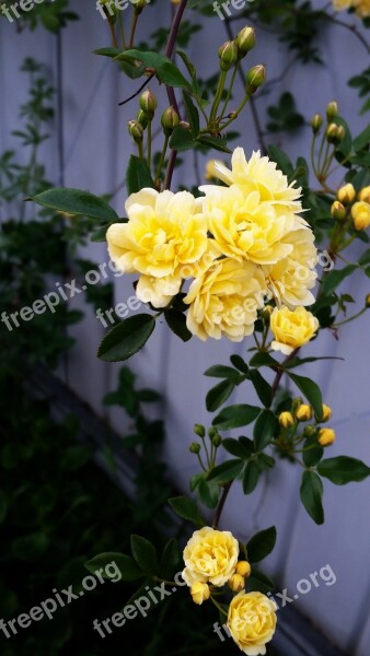 Rose Yellow Trailing Free Photos