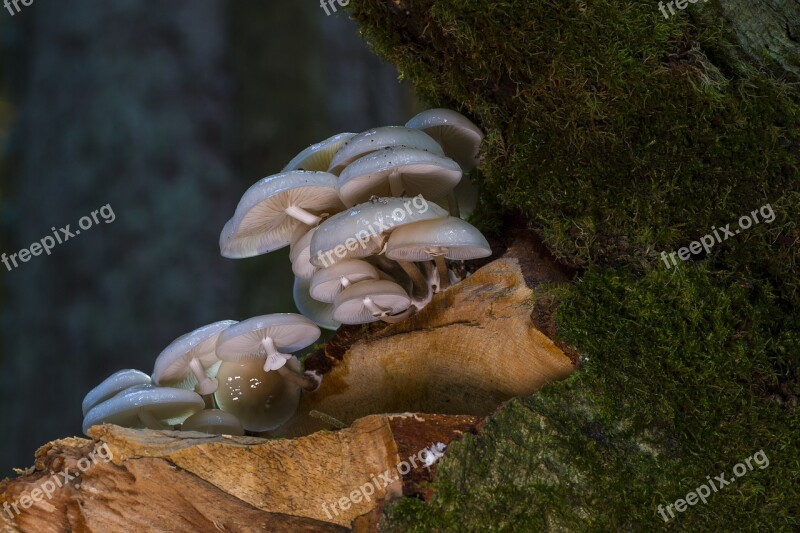 Book Schleiml Oyster Mushroom Mushroom Tree Fungi Forest Mushroom Mushrooms