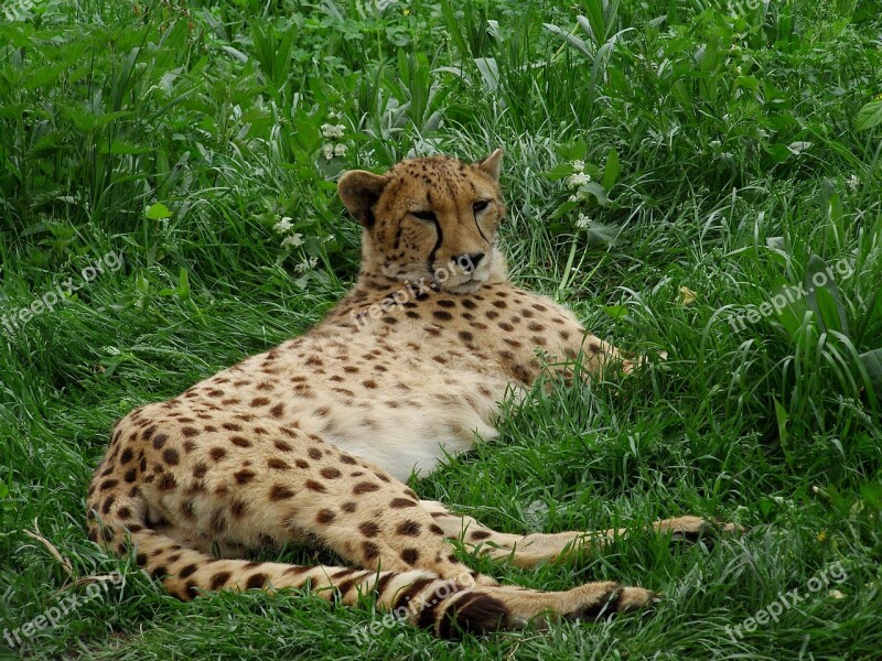 Cheetah Big Cat Cat Chita Free Photos