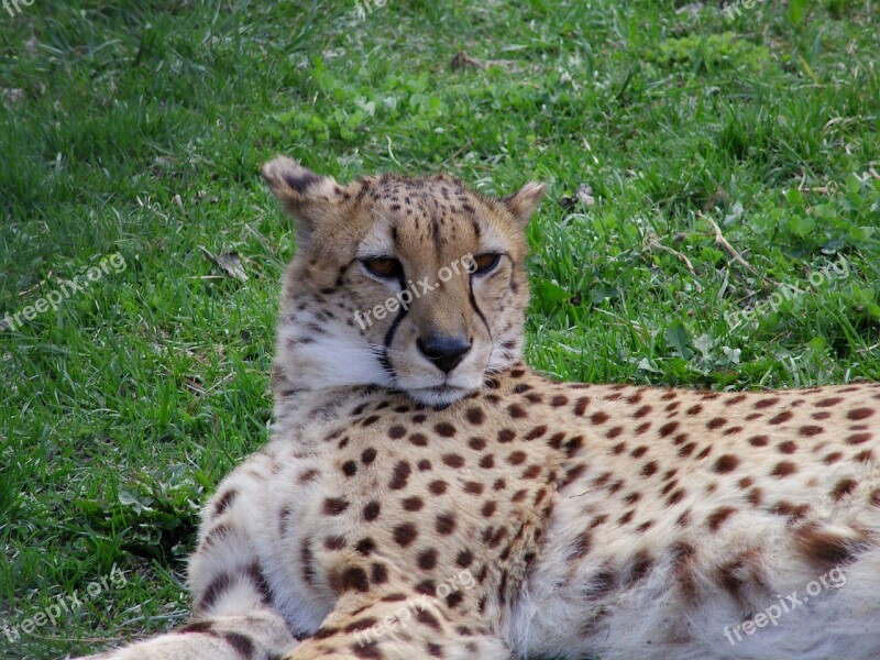 Cheetah Chita Big Cat Free Photos