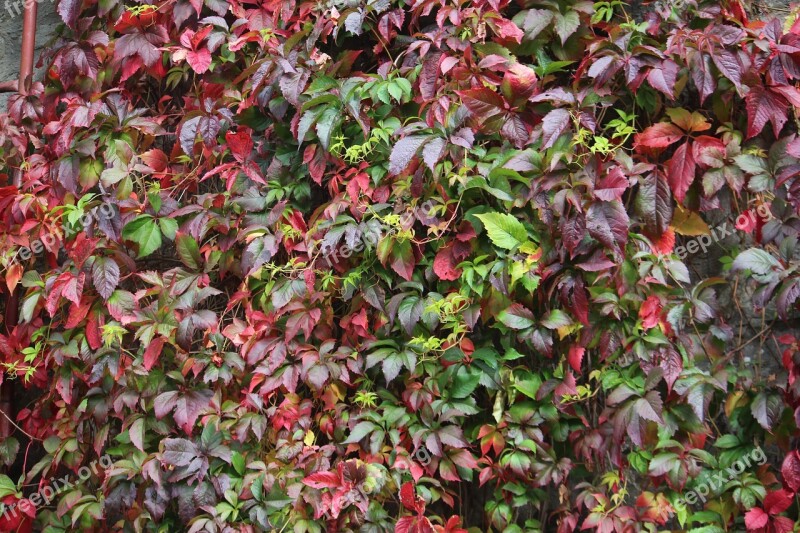 Ivy Wall Autumn Colour Virginia Creeper Leaf