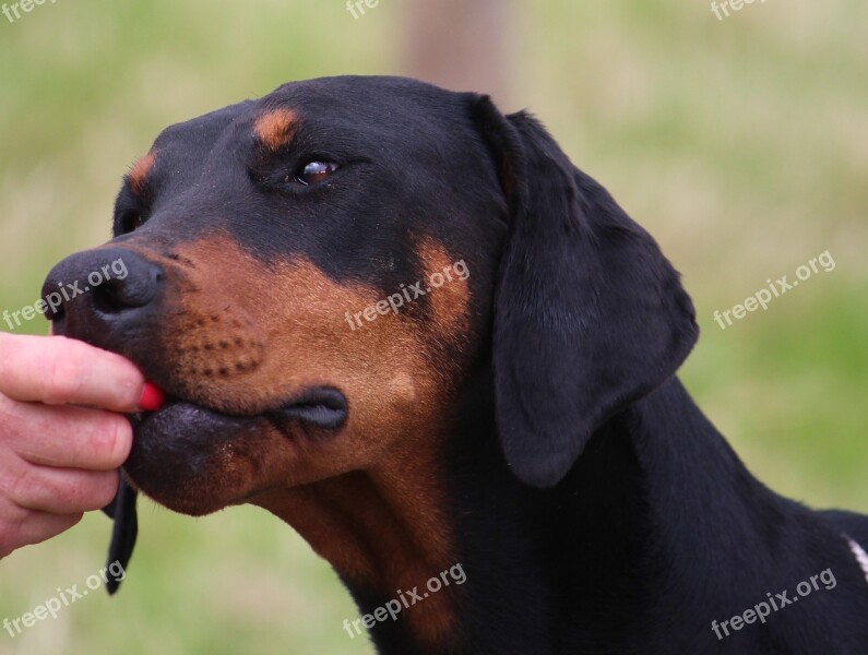 Dog Doberman Head Eyes Animal