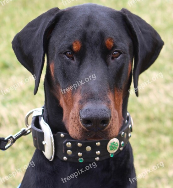 Doberman Dog Animal Pet Head