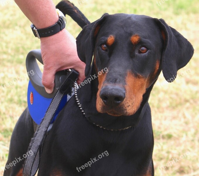 Doberman Dog Animal Free Photos