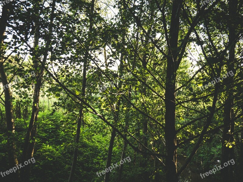 Tree Green Nature Plant Leaves