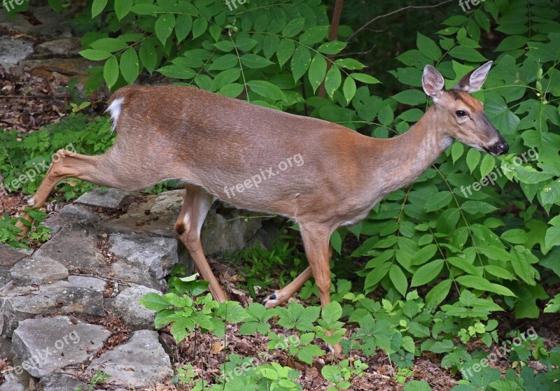 Walking Deer Deer White-tailed Animal Wild