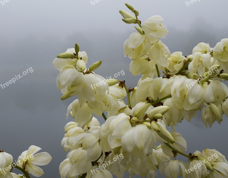 Rain-wet Yucca Flowers Morning Fog Fog Lake Yucca