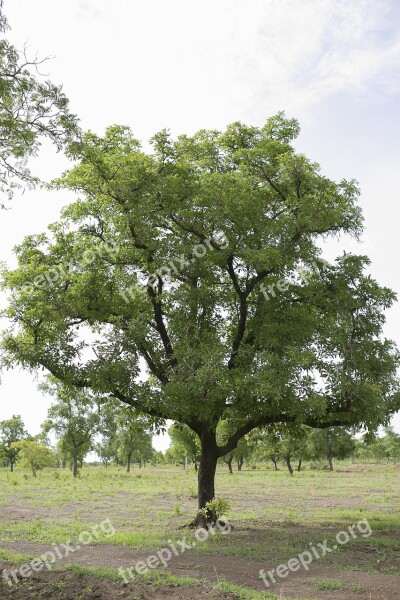 Shrub Tree Greenery Free Photos