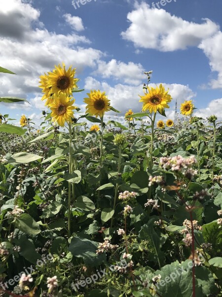 Sunflower Yellow Summer Blossom Bloom