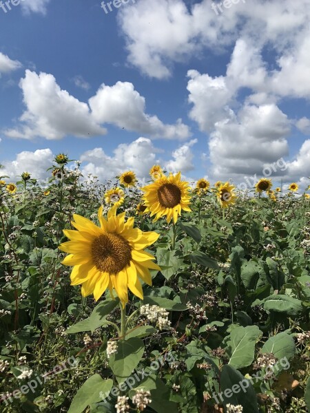 Summer Sunflower Yellow Blossom Bloom