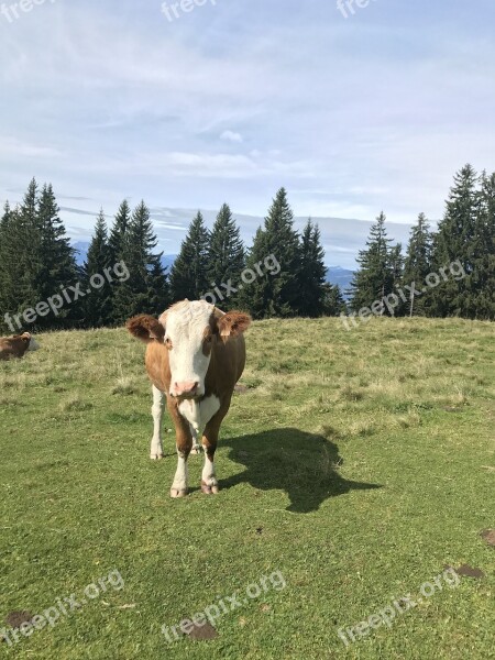 Tyrol Cow Austria Alm Nature