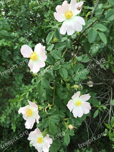 Rosehip Flower Anatolian Plants Spring Free Photos