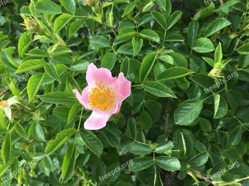 Rosehip Flower Anatolian Plants Turkey Free Photos