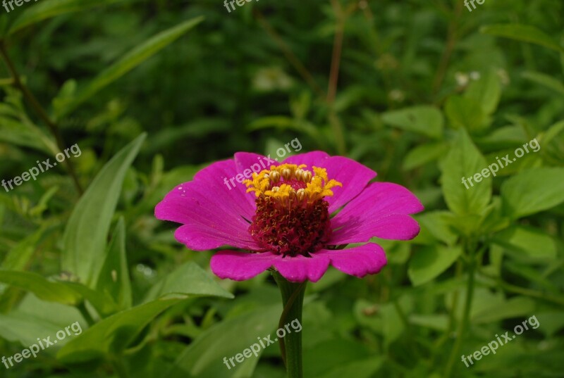 Flor San Miguel Nature Garden Mountain Gro