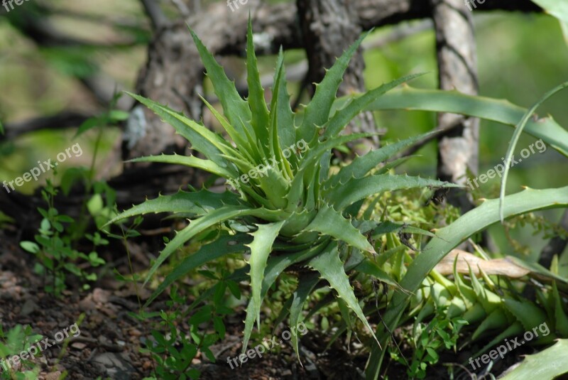 Plant Nature Garden Mountain Gro