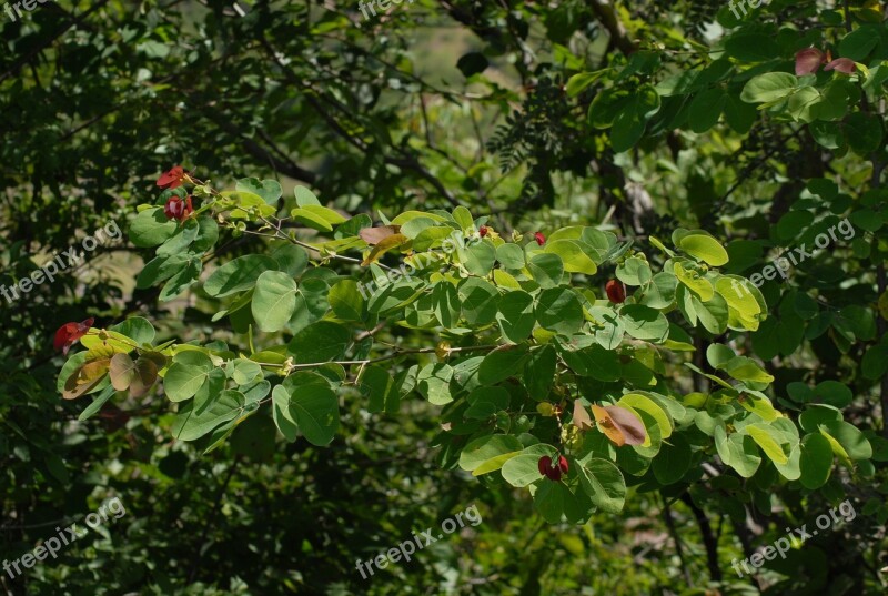 Tree Leaves Nature Mountain Gro