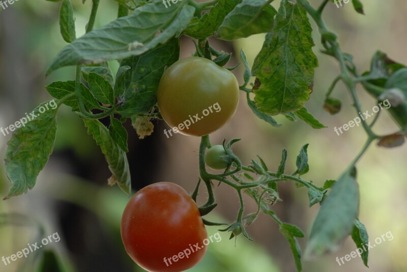 Tomato Agriculture Food Mountain Gro