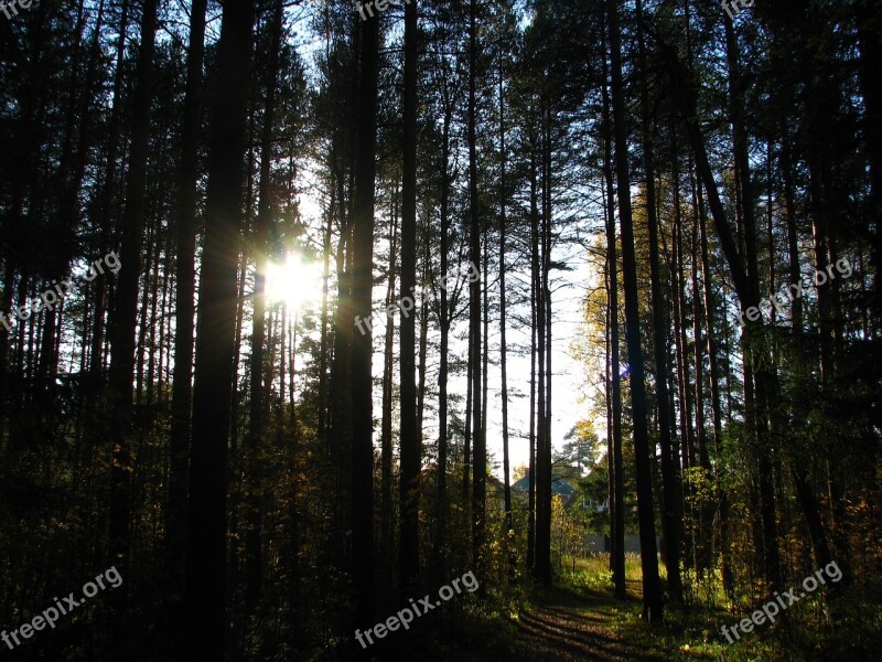 Forest Road Silence Nature Trees