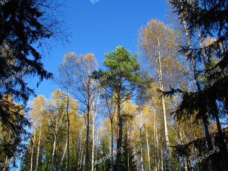 Blue Sky Forest Birch Christmas Tree Pine