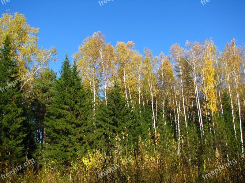 Blue Sky Forest Birch Christmas Tree Golden Autumn