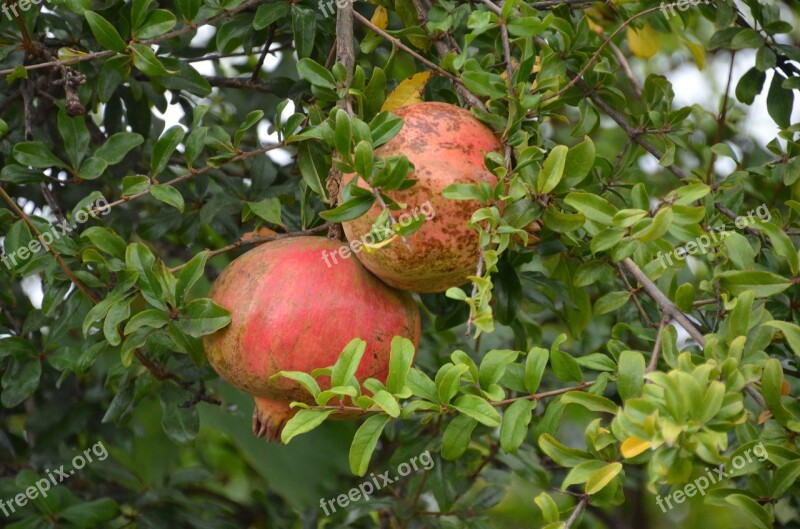 Pomegranate Tree Nature Red Fruit