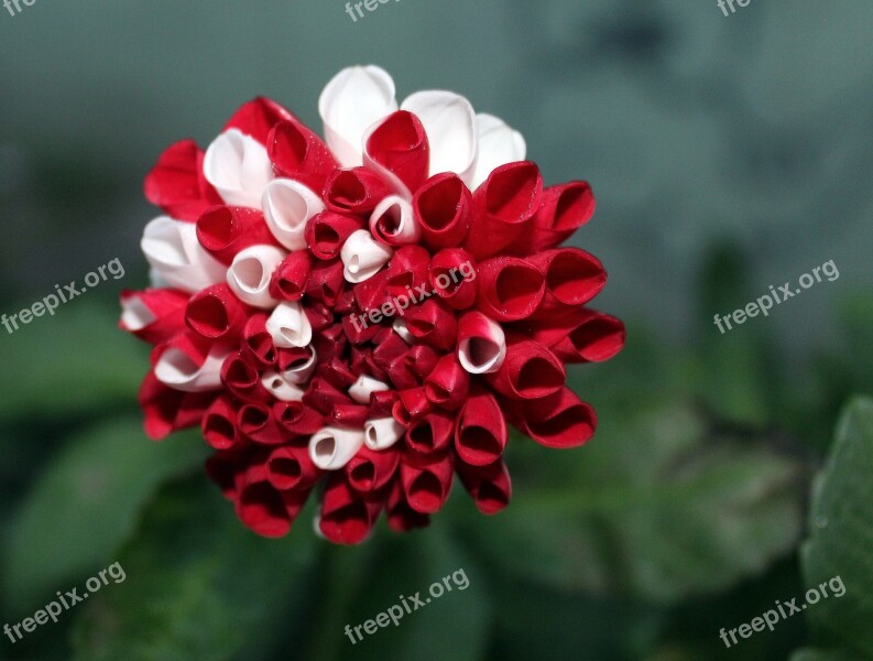 Dahlias White - Red The Flowers Are Colored Beauty Nature