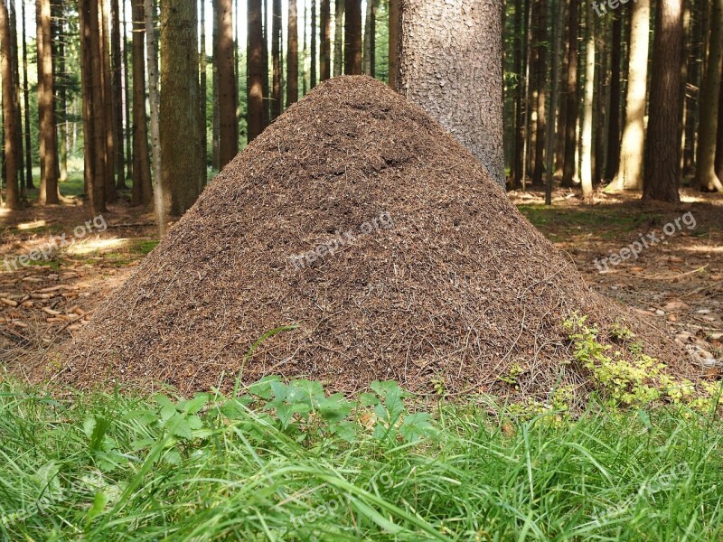 Ant Hill Ants Forest Trees Nature