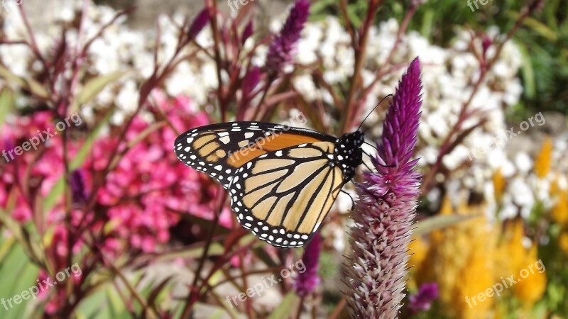 Flora Flowers Monarch Butterfly Autumn Weather Nature