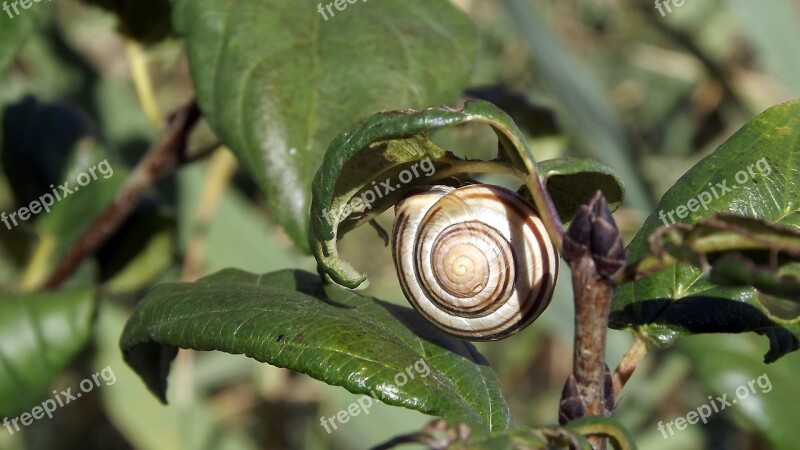 Fauna Snail Plants Leaflet Closeup