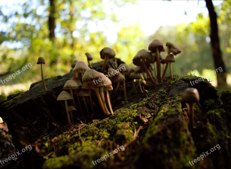 Autumn Mushrooms Stump Forest Litter