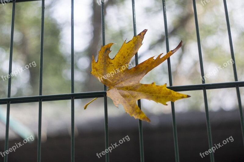 Autumn Sorrow Leaves Withered Abandonment