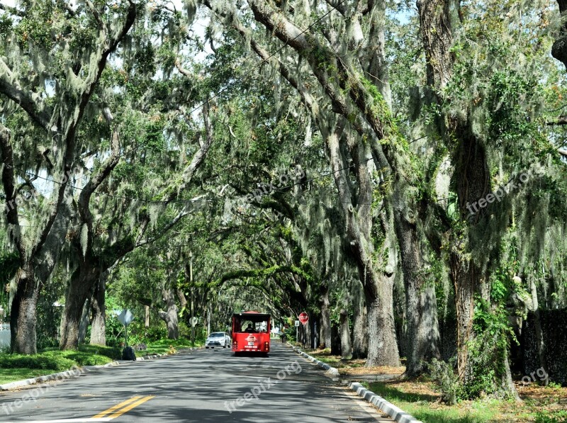 Magnolia Street Famous Historic Spanish Moss Shaded