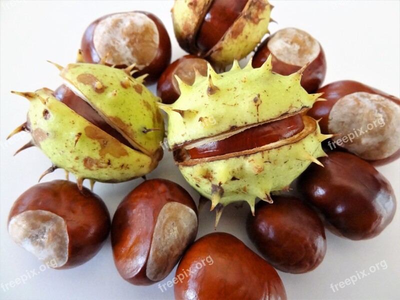 Chestnuts Autumn Nature Fetus Fruits Of Autumn