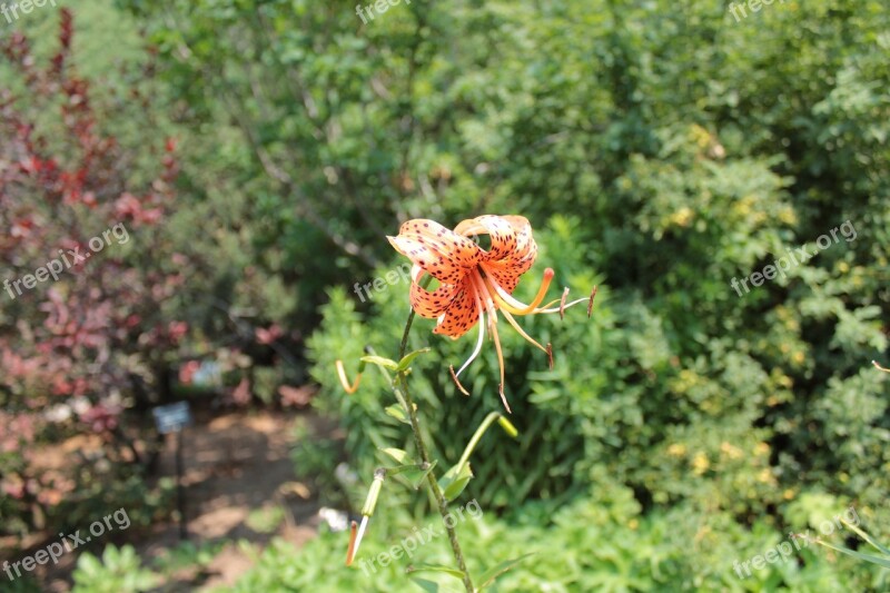 Orange Flower Flower Botanical Gardens Denver Free Photos