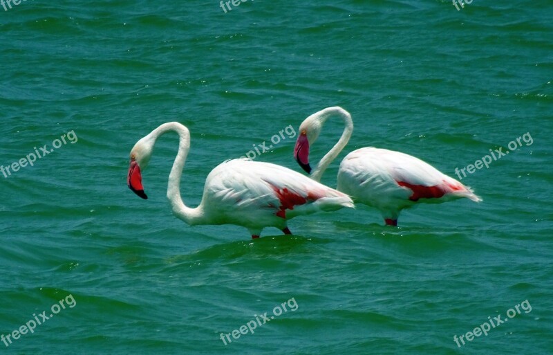 Bird Greater Flamingo Phoenicopterus Roseus Wildlife Nature